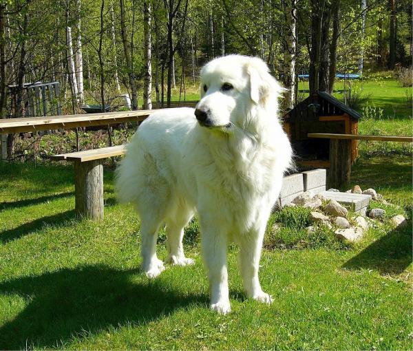 Top 10 des chiens de berger - 6. Chien de Montagne des Pyrénées
