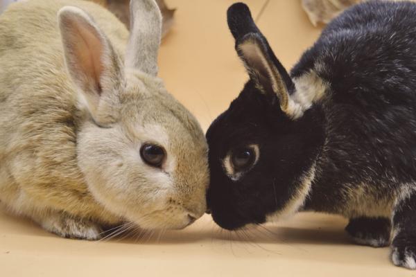 Reproduction du lapin - Tapis de lapin : comment ça se passe