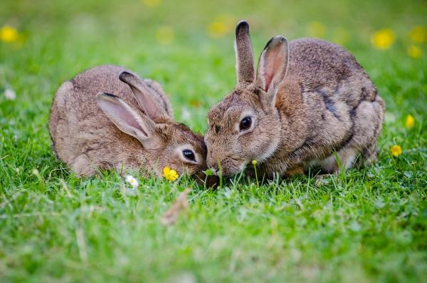 Reproduction du lapin - Reproduction du lapin : âge