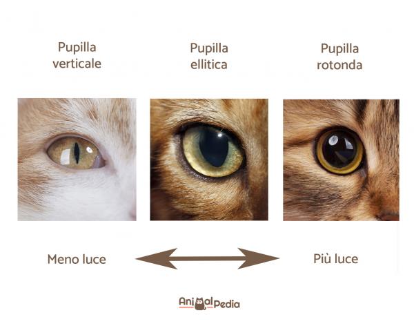 Chat aux pupilles dilatées : pourquoi cela se produit-il ?  - Pourquoi les chats rétrécissent-ils et rétrécissent-ils ?